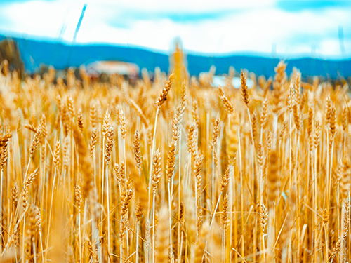 Kornåker. Foto: iStock.