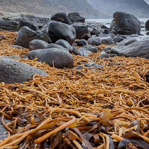 Sukkertare på stranden, illustrasjonsfoto