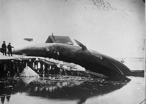 Hvalfangst: Hval slept på land før bearbeiding. Spitsbergen sommeren 1906. Foto: Severin Worm-Pettersen